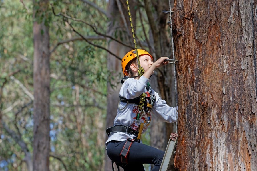 A young person wearing a helmet and harness at PGL camps climbs a tall tree, pausing to look up while standing on a ladder.