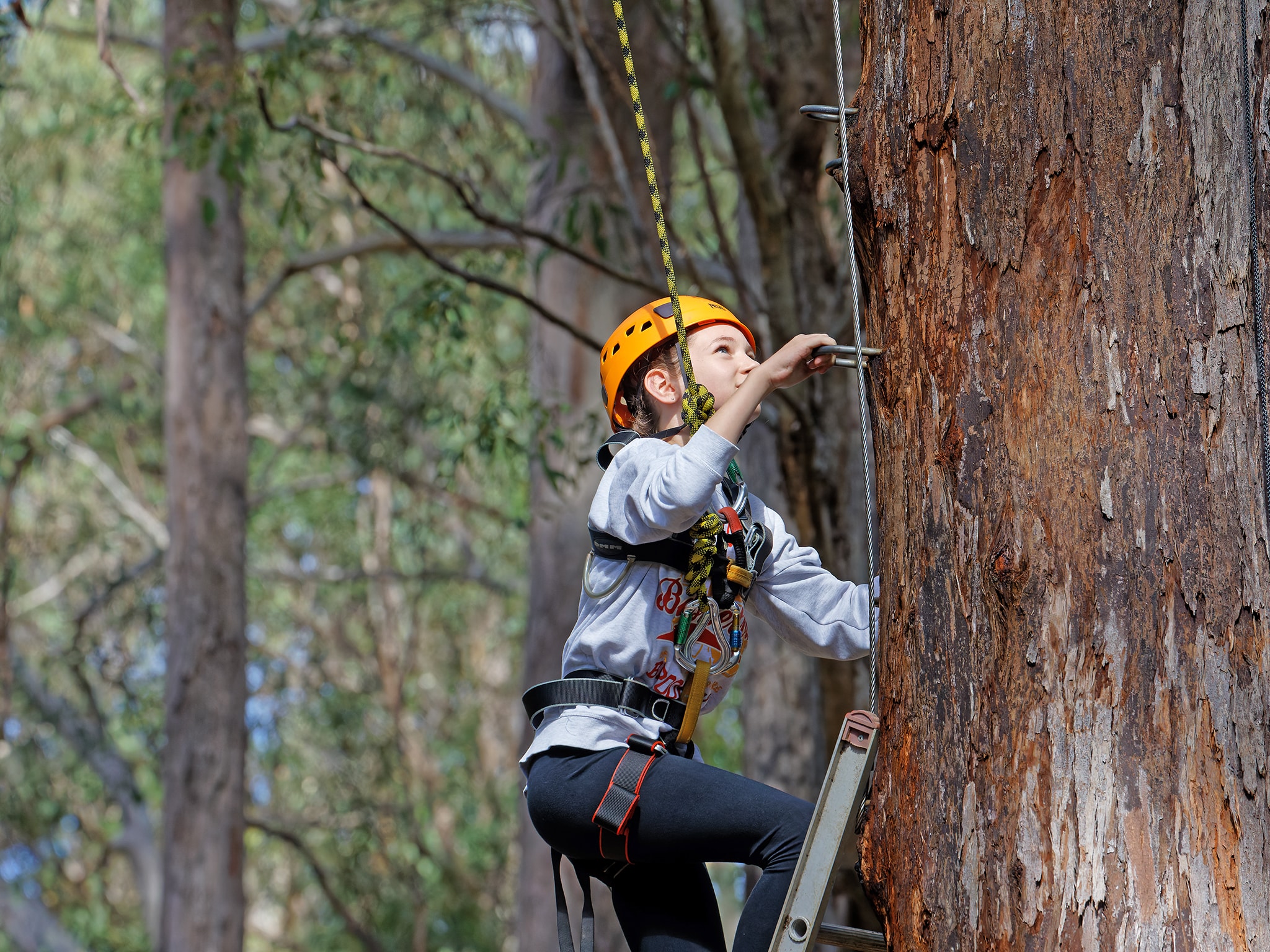 A young person wearing a helmet and harness at PGL camps climbs a tall tree, pausing to look up while standing on a ladder.