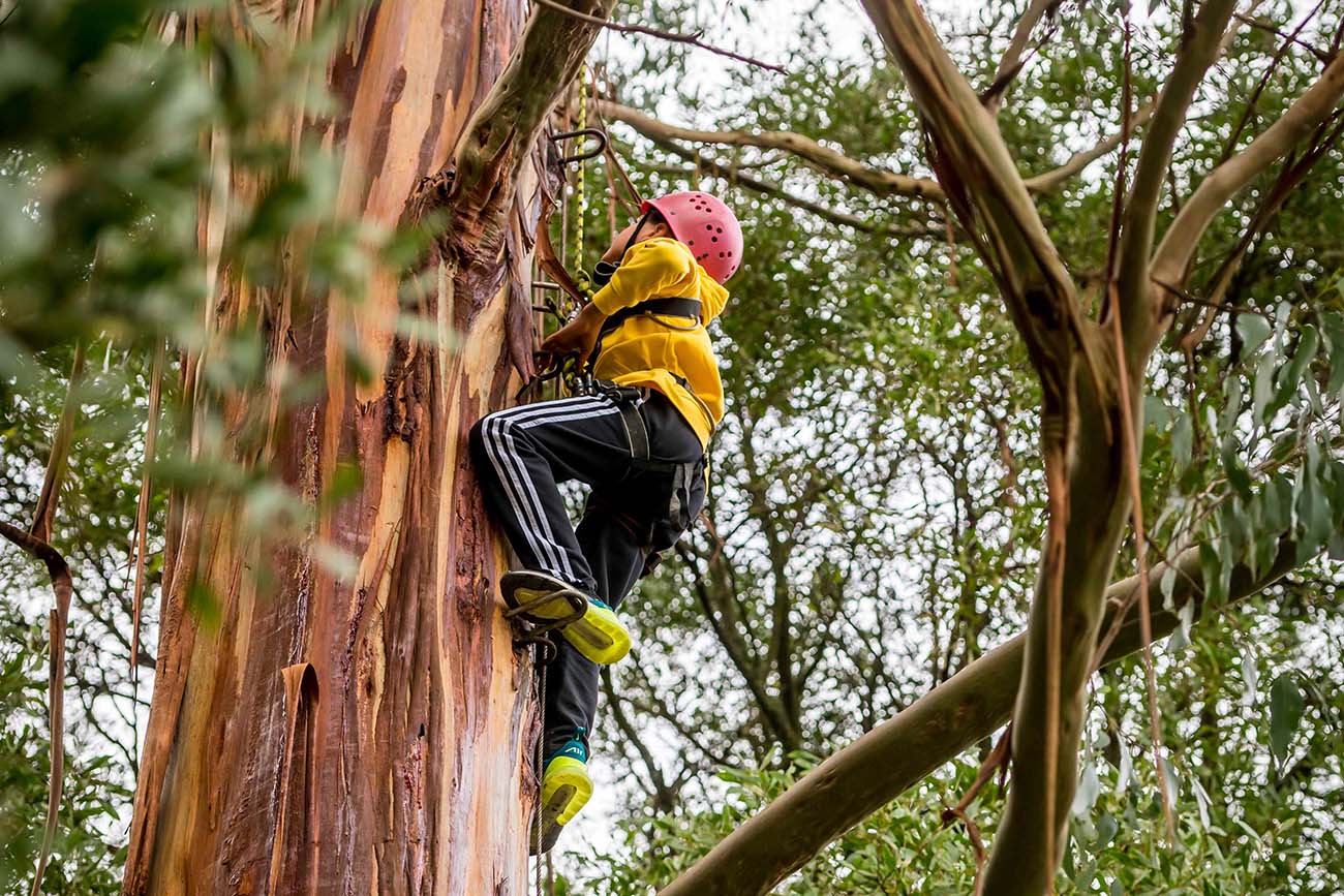 A person wearing a yellow jacket and red helmet climbs a large tree to discover, surrounded by green foliage.