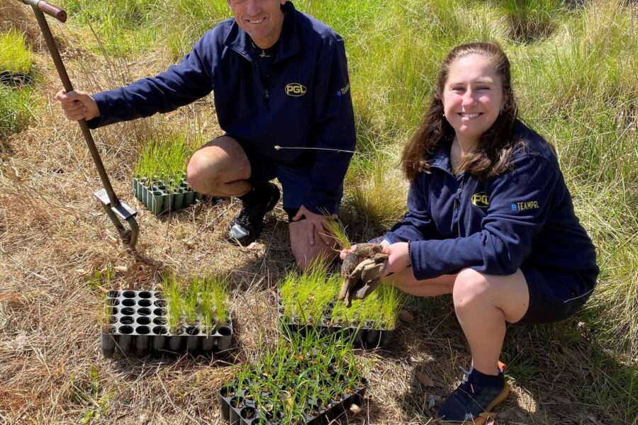Two people in blue uniforms planting seedlings in a grassy area with trees in the background. One holds a tool, and the other holds a seedling tray.